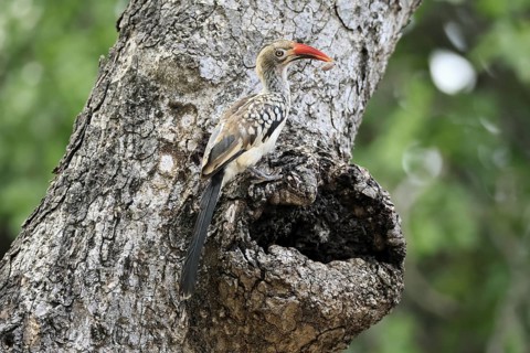 Mopanetoko (Tockus rufirostris), Southern Red-billed Hornbill, adult, on tree, alert, at breeding