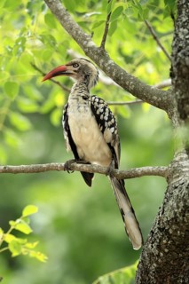 Mopanetoko (Tockus rufirostris), Southern Red-billed Hornbill, adult, on tree, alert, Kruger,