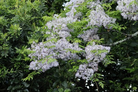 Cedrach tree (Melia azedarach), flower, in bloom, Kirstenbosch Botanical Gardens, Cape Town, South