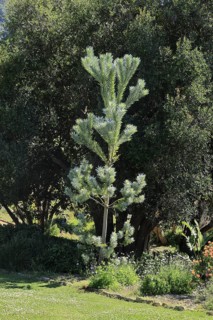 Silver tree (Leucadendron argenteum), flowering, flowers, Kirstenbosch Botanical Gardens, Cape