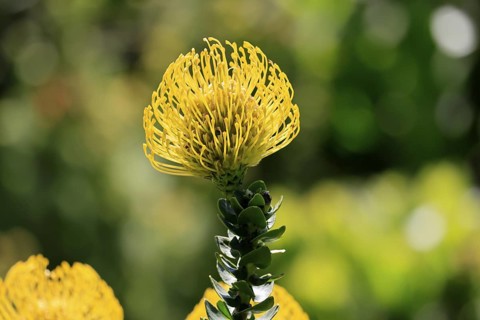 Pincushion protea (Leucospermum cordifolium), flower, in bloom, Kirstenbosch Botanical Gardens,