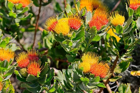 Pincushion protea (Leucospermum oleifolium), flower, in bloom, Kirstenbosch Botanical Gardens, Cape