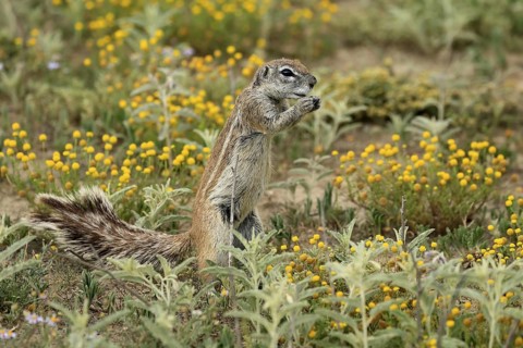Cape bristle-thighed squirrel (Xerus inauris), adult, standing upright, feeding, flower meadow,