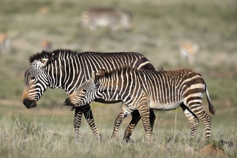 Cape Mountain Zebra (Equus zebra zebra), adult, female, mother, juvenile, social behaviour,