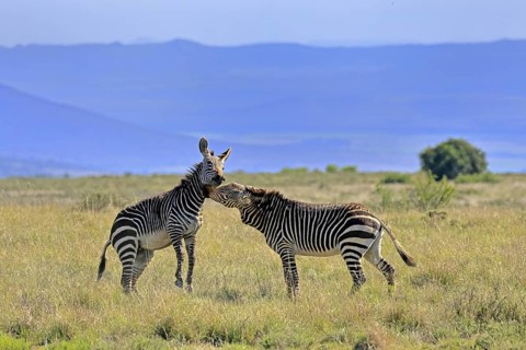 Cape Mountain Zebra (Equus zebra zebra), adult, two, fighting, social behaviour, Mountain Zebra