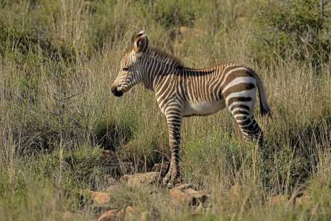 Cape Mountain Zebra (Equus zebra zebra), young animal, foraging, Mountain Zebra National Park,