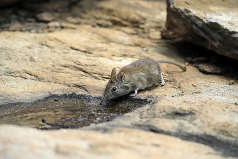 Short-eared elephant shrew (Macroscelides probosideus), adult, at the water, drinking, Mountain