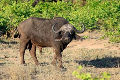 Cape buffalo (Syncerus caffer), adult, male, alert, foraging, Kruger, Kruger National Park, South