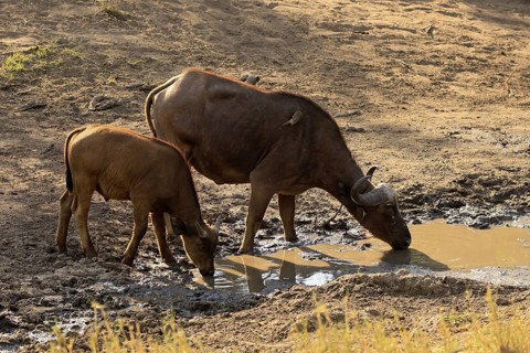 Cape buffalo (Syncerus caffer), adult, female, juvenile, drinking, water, Kruger, Kruger National