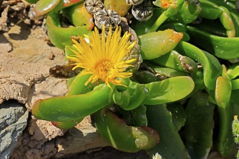 Tongue-leaf plant, succulent species, flower, flowering, yellow, Karoo Botanic Gardens, Worcester,