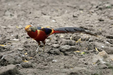 Golden Pheasant (Chrysolophus pictus), adult, male, captive, China