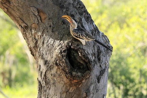 Southern Yellow-billed Hornbill (Tockus leucomelas), Red-ringed Hornbill, adult, male, at breeding