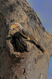 Southern Yellow-billed Hornbill (Tockus leucomelas), Red-ringed Hornbill, adult, male, at breeding