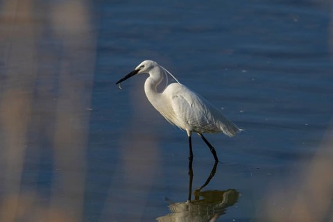 Little Egret (Egretta garzetta) Germany