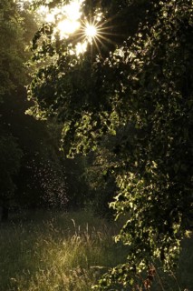 Summer evening in a park, insect flight, Germany