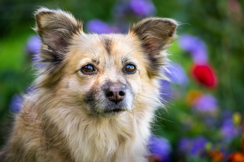 Light brown mixed-breed dog, medium-length coat, portrait, in the garden. Older dog, white muzzle.