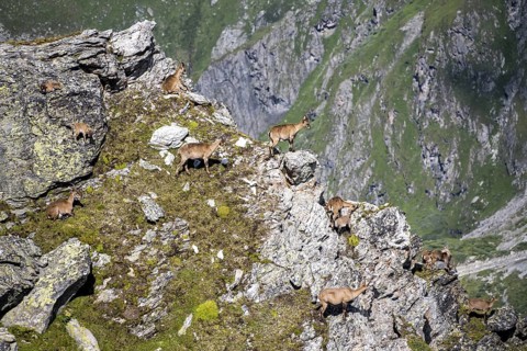 Alpine ibex (Capra ibex) group on exposed rocks at the summit of Mont Blana, Hérménence, Valais