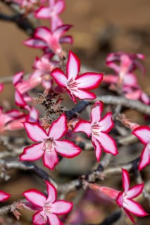 Multiflorous desert rose (Adenium multiflorum) also known as Sabi star, many pinkish white flowers,