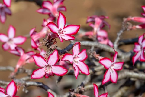 Multiflorous desert rose (Adenium multiflorum) also known as Sabi star, many pinkish white flowers,