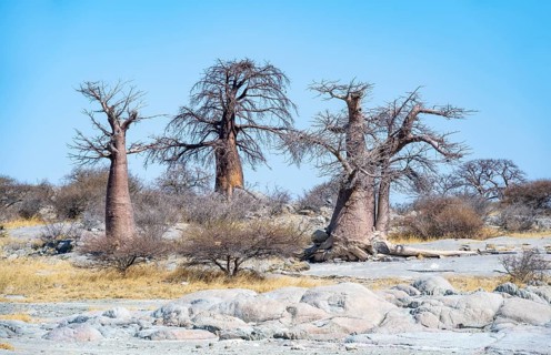 African baobab or baobab tree (Adansonia digitata), several trees, Kubu Island (Lekubu), Sowa Pan,