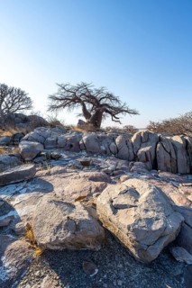 African baobab or baobab tree (Adansonia digitata), between round rocks, Kubu Island (Lekubu), Sowa