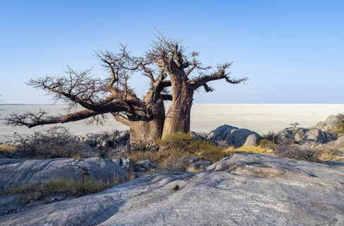 African baobab or baobab tree (Adansonia digitata), overlooking the salt pan, Kubu Island (Lekubu),