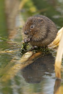 Water vole (Arvicola amphibius) adult rodent animal feeding on pond weed in a reedbed in summer,