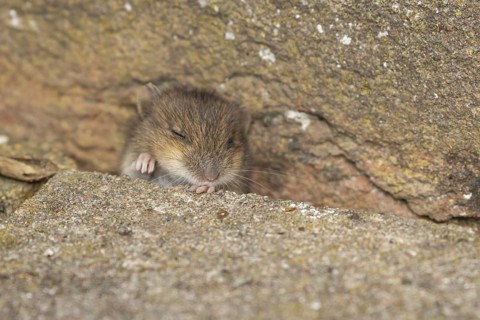 Brown rat (Rattus norvegicus) juvenile baby rodent animal emerging from a hole in an urban