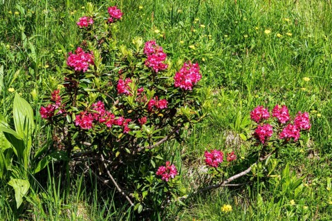 Rusty-leaved alpenrose (Rhododendron ferrugineum), also known as rusty red alpine rose or rusty red