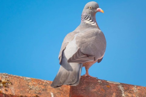A wood pigeon (Columba palumbus) sitting on the roof ridge of a house, animal photo, bird, bird
