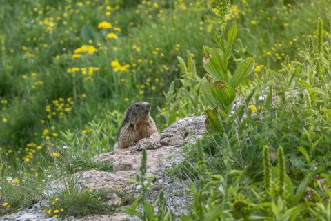 Marmot (Marmota marmota), Monte Baldo, Veneto, Italy