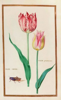 Tulips, Historical, digitally enhanced reproduction from Theatrum florae (1624) by Daniel Rabel