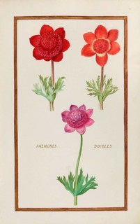 Anemone doubles, double anemone, historical, digitally enhanced reproduction from Theatrum florae