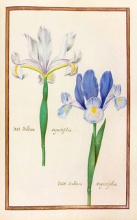 Iris, iris, historical, digitally enhanced reproduction from Theatrum florae (1624) by Daniel Rabel