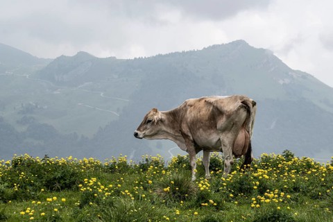 Cow (Bos taurus) on the mountain pasture, Monte Baldo, Veneto, Italy