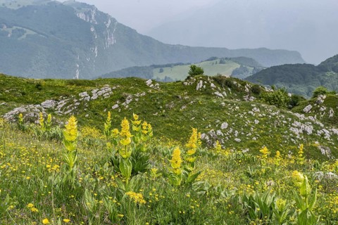 Great yellow gentian (Gentiana lutea), Monte Baldo, Veneto, Italy