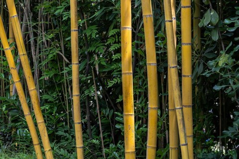Bamboo (Phyllostachys aurea), Lombardy, Italy