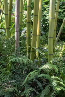 Bamboo (Phyllostachys), Lombardy, Italy