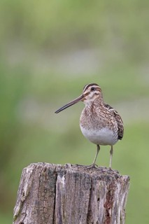 Snipe (Gallinago gallinago), standing on fence post of a pasture, on moorland, snipe birds,