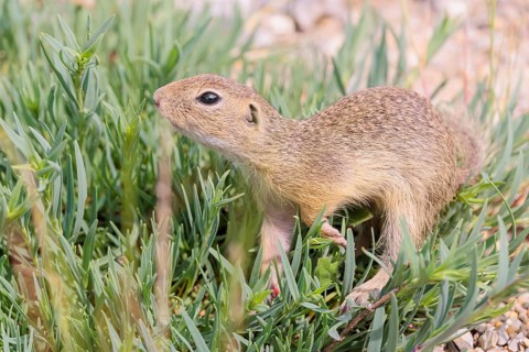 A young European ground squirrel (Spermophilus citellus) or European souslik stands on a gravel