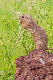 An adult European ground squirrel (Spermophilus citellus) or European souslik stands on a rock in a