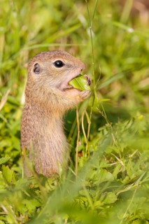 A young European ground squirrel (Spermophilus citellus) or European souslik stands in a meadow