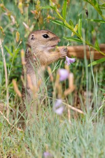 A young European ground squirrel (Spermophilus citellus) or European souslik stands in a meadow