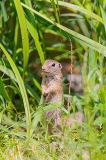 An adult European ground squirrel (Spermophilus citellus) or European souslik stands in a meadow