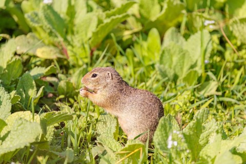 An adult European ground squirrel (Spermophilus citellus) or European souslik stands in a meadow