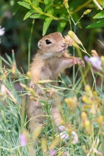 A young European ground squirrel (Spermophilus citellus) or European souslik stands in a meadow