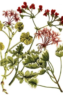 Cranesbill plants of the species Geranium Africanum, historical, digitally restored reproduction