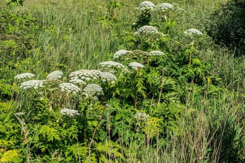 Flowering Giant Hogweed, (Heracleum mantegazzianum) an invasive species that is difficult to