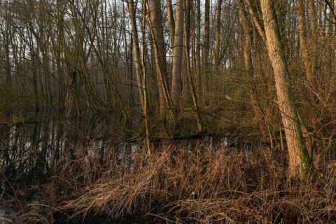 In the quarry forest, swamp forest... Meerbusch (Lanker Bruch), swampy alluvial forest, alder swamp