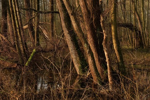 In the quarry forest, swamp forest... Meerbusch (Lanker Bruch), swampy alluvial forest with alders,